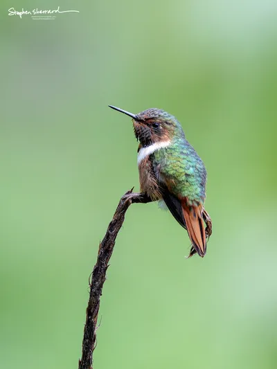 Hummingbirds of Costa Rica